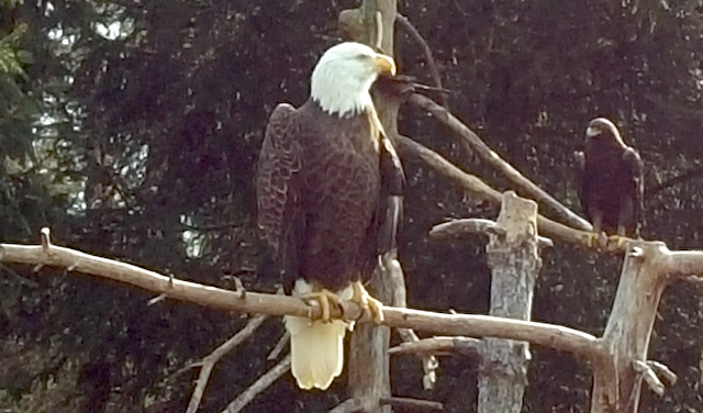 Bald Eagles in Elmwood Park Zoo