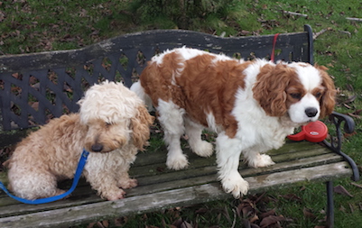 Cooper and Mayzie on the Bench